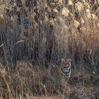 Tiger Canyon - Lieblingsaufenthalt der jungen Tiger:  im Schilf