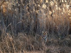 Tiger Canyon - Lieblingsaufenthalt der jungen Tiger:  im Schilf