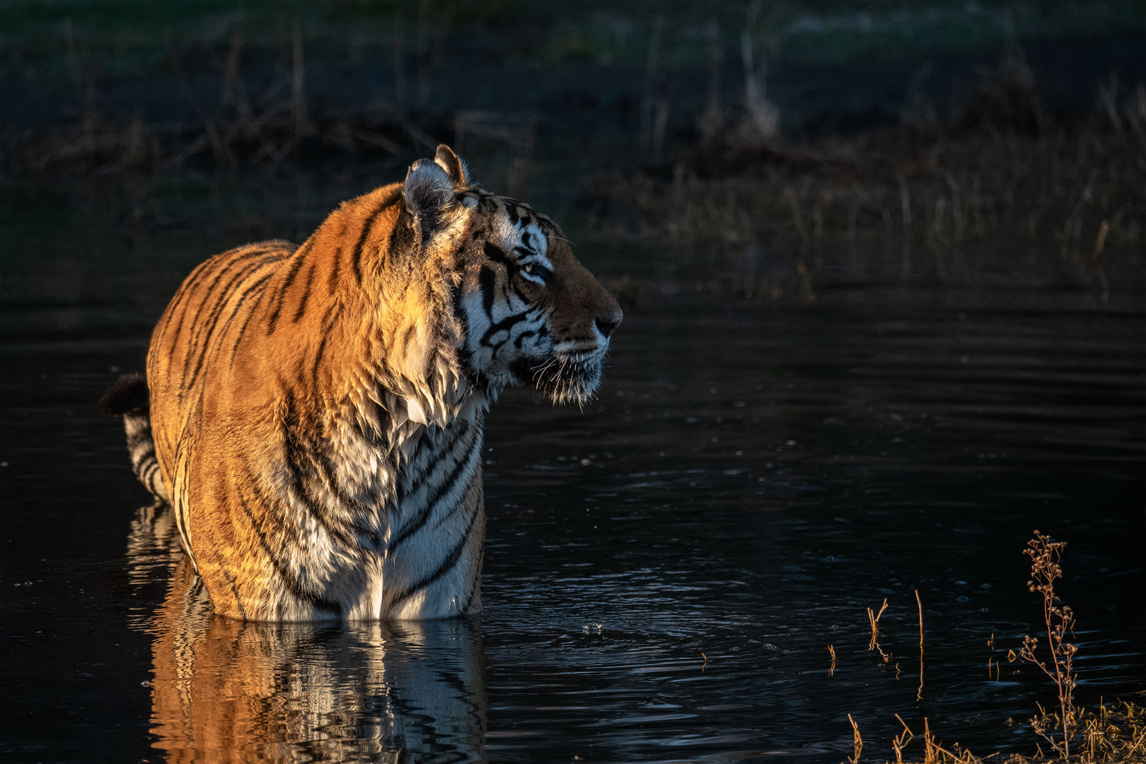 Tiger Canyon - Tiger lieben das Wasser