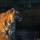 Tiger Canyon - Tiger lieben das Wasser