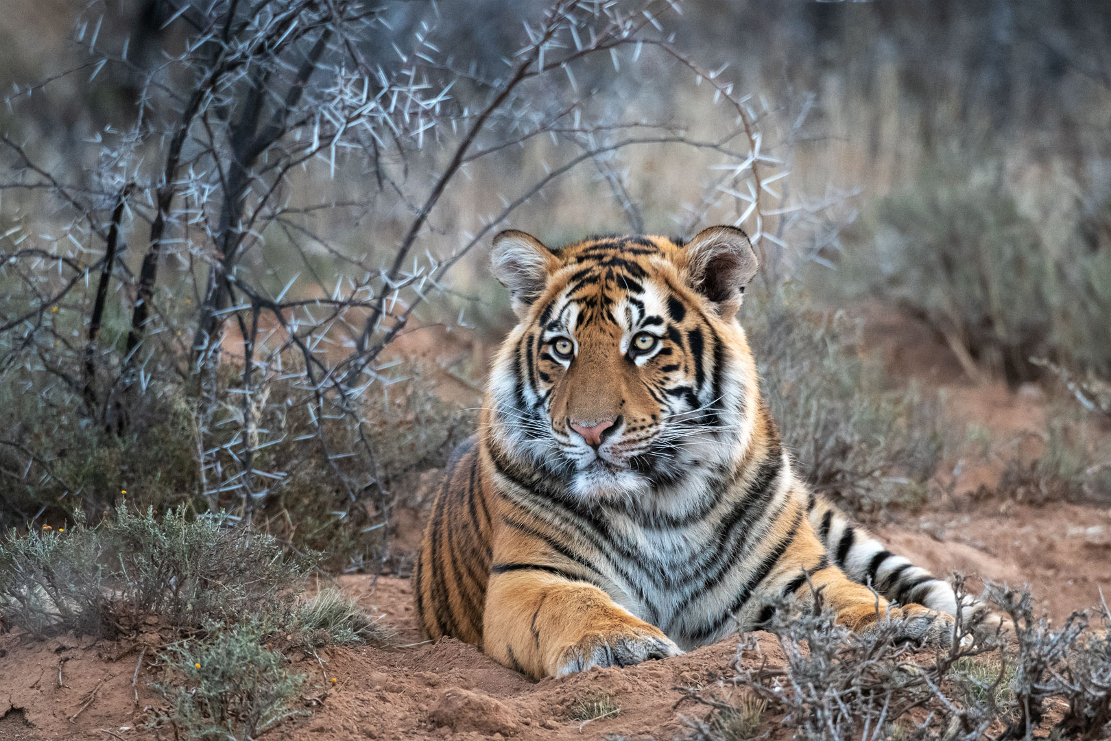 Tiger Canyon - Tigerjunges