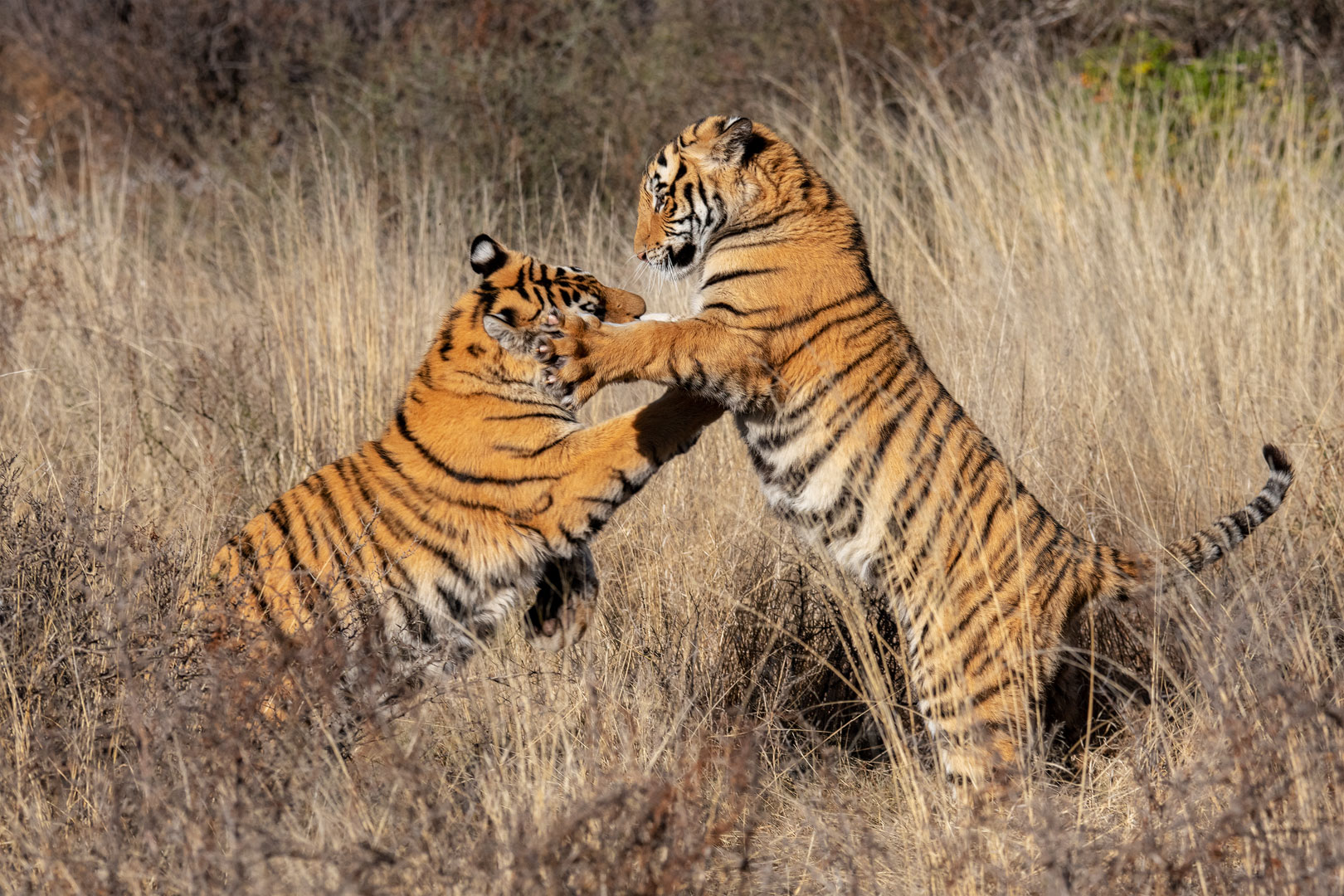 Tiger Canyon - verspielte Brüder
