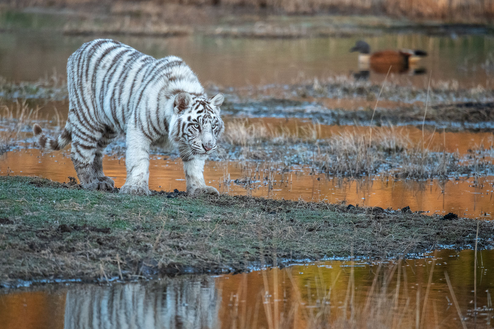 Tiger Canyon - Weißes Tigerbaby auf Entenjagd