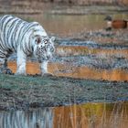 Tiger Canyon - Weißes Tigerbaby auf Entenjagd