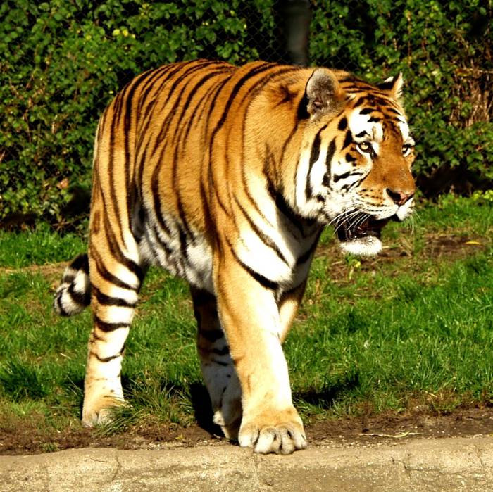 Tiger