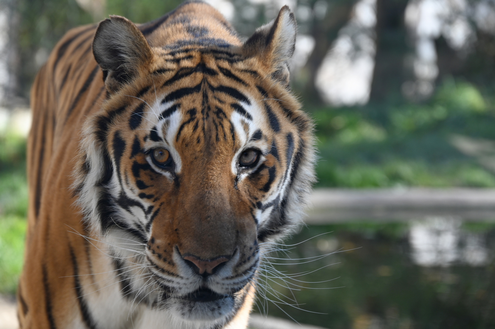 Tiger Closeup