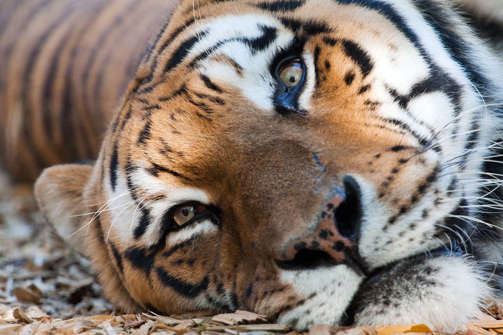 Tiger Closeup