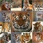 Tiger Collage