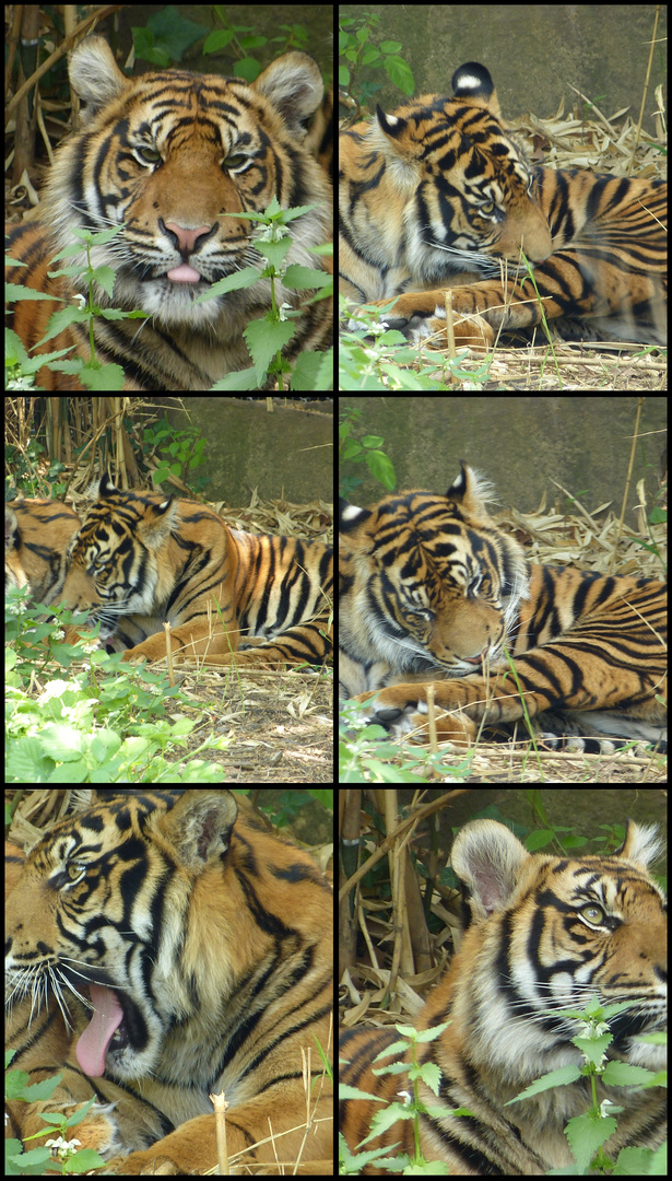 Tiger Collage