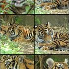 Tiger Collage