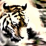 Tiger - Colorkey