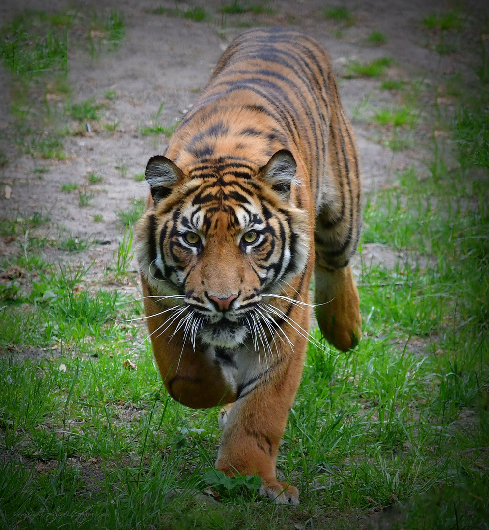 The Tiger Is Coming Down Bl Tiger coming Foto & Bild | tiere, zoo, wildpark & falknerei, säugetiere
