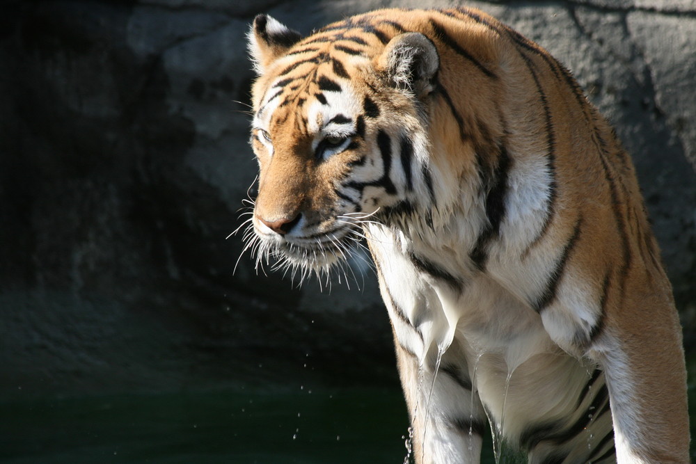 Tiger-Cooling off