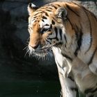 Tiger-Cooling off