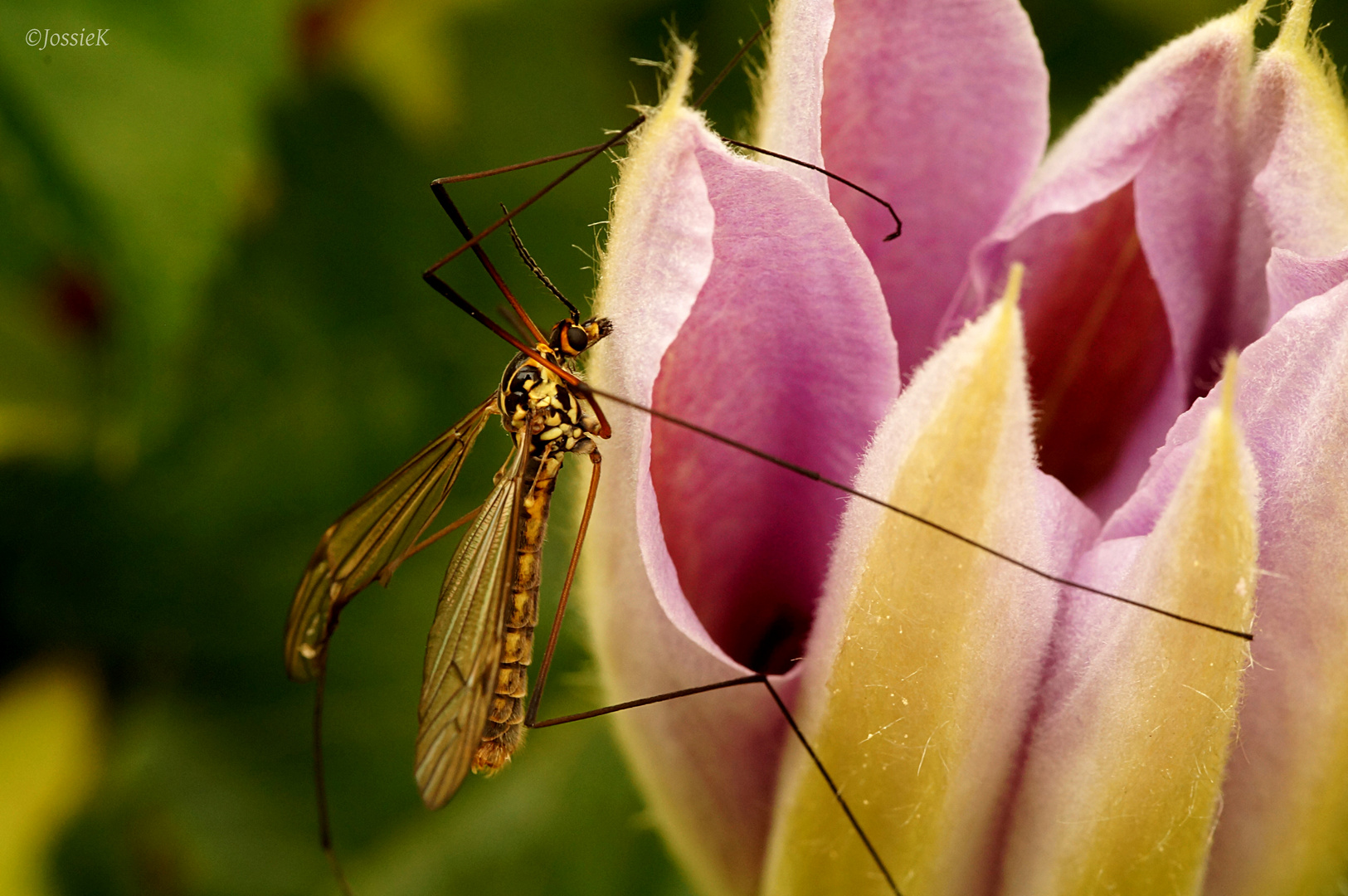 Tiger Cranefly