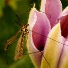 Tiger Cranefly