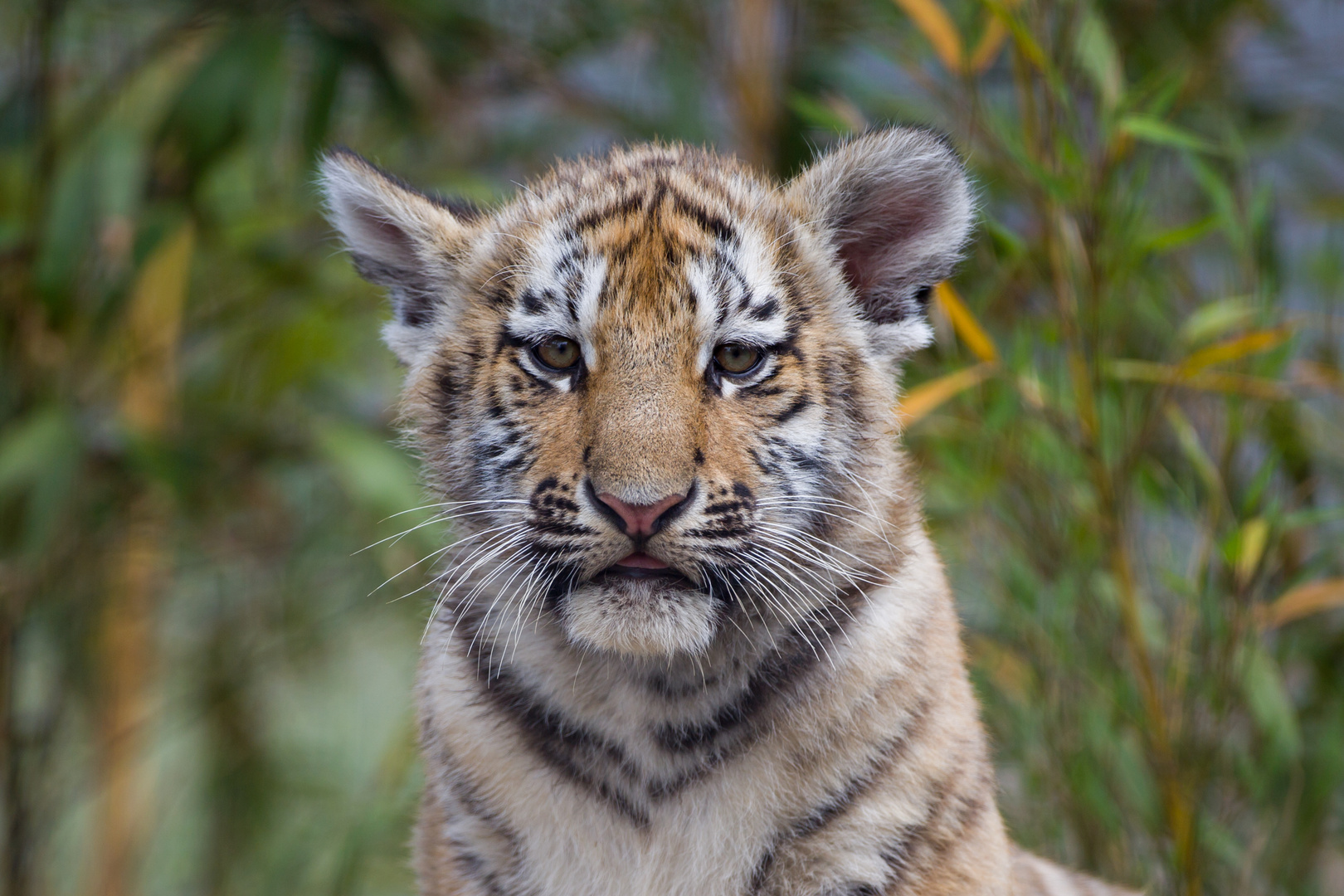 tiger cub