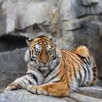 Tiger!
