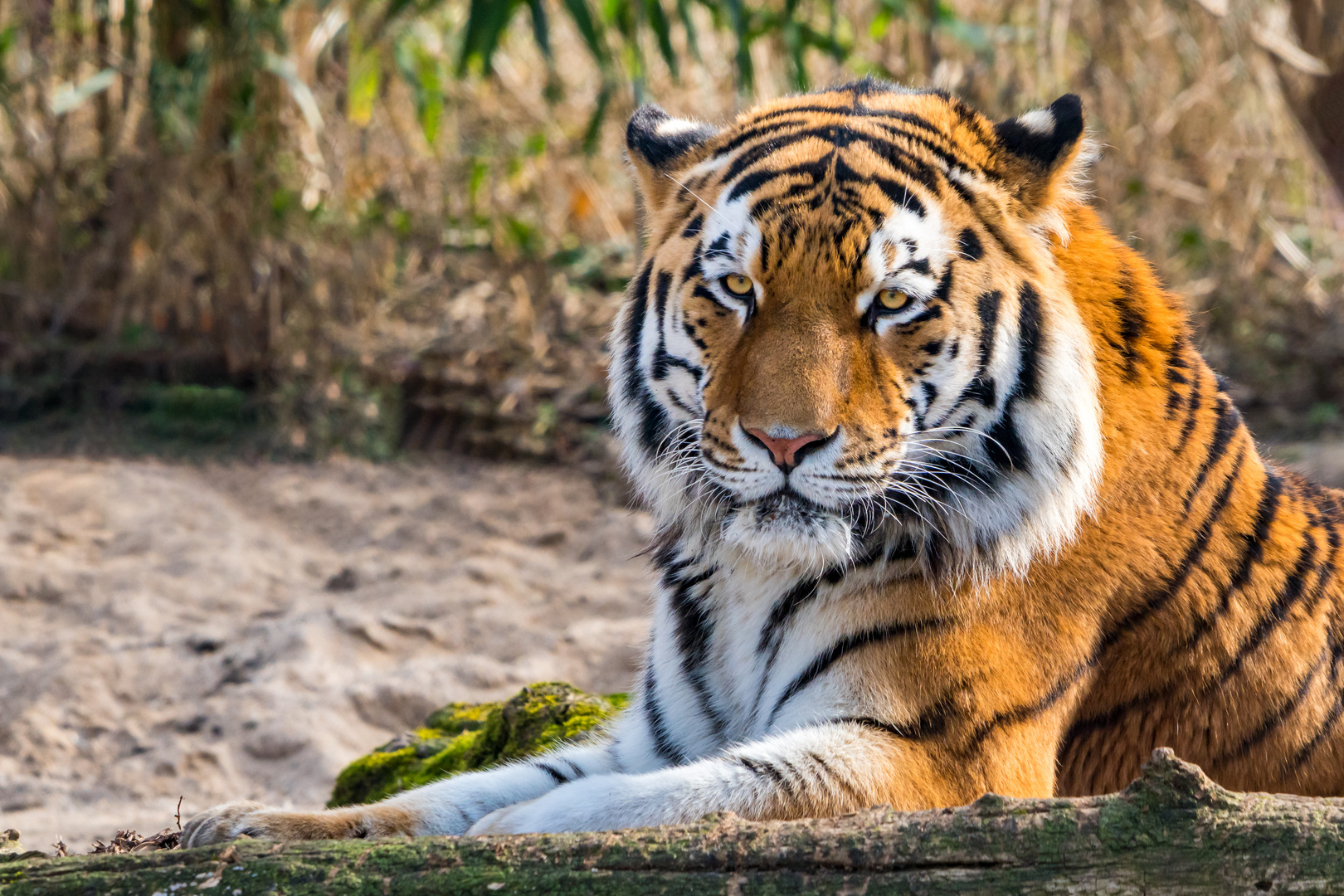 Tiger Foto & Bild | tiere, wildlife, säugetiere Bilder auf fotocommunity