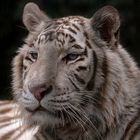 Tiger Dame
