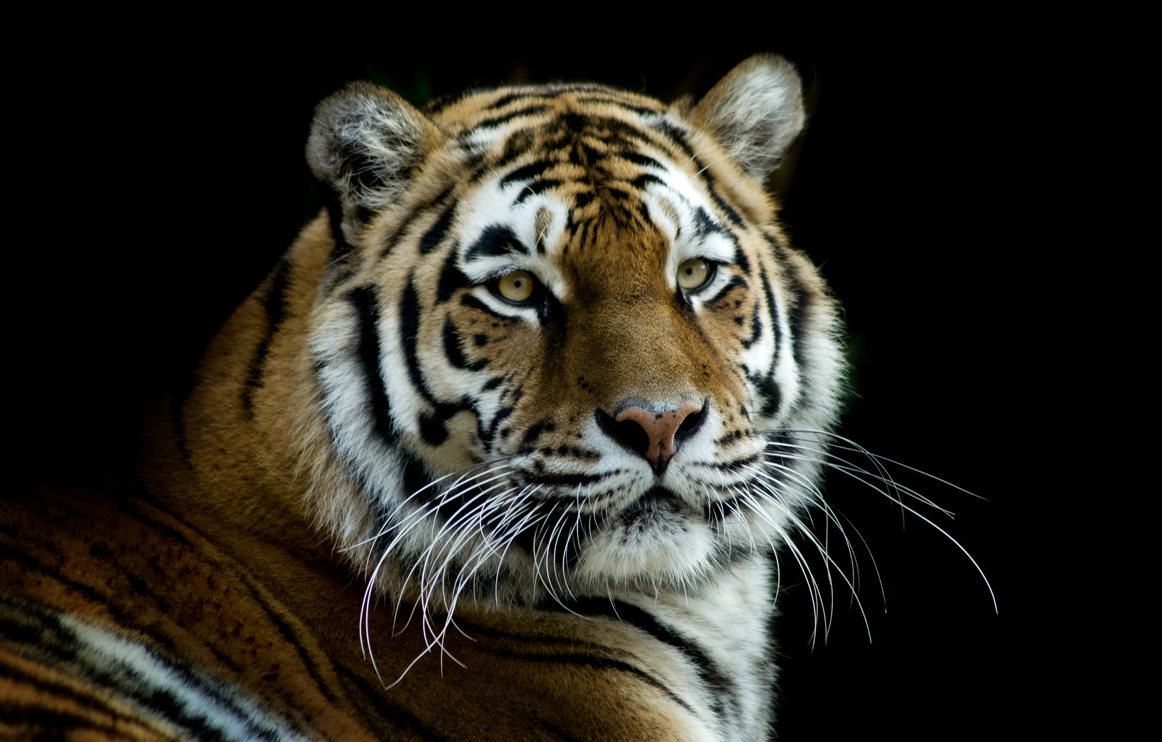 Tiger Dame....