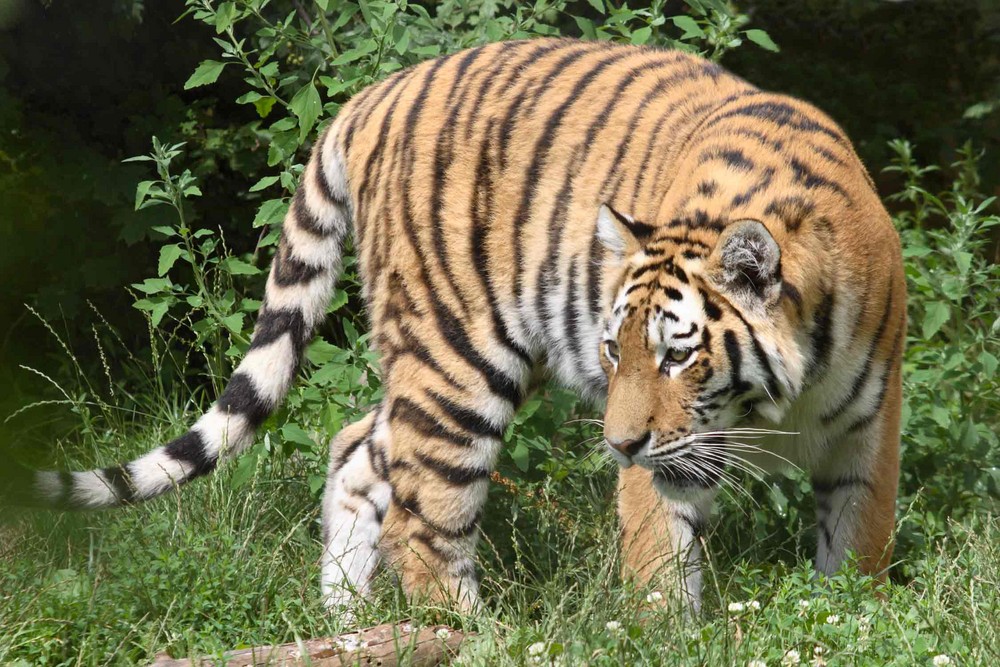 Tiger °