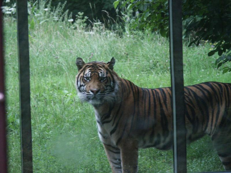 Tiger denkt:"Gleich pack ich Dich...