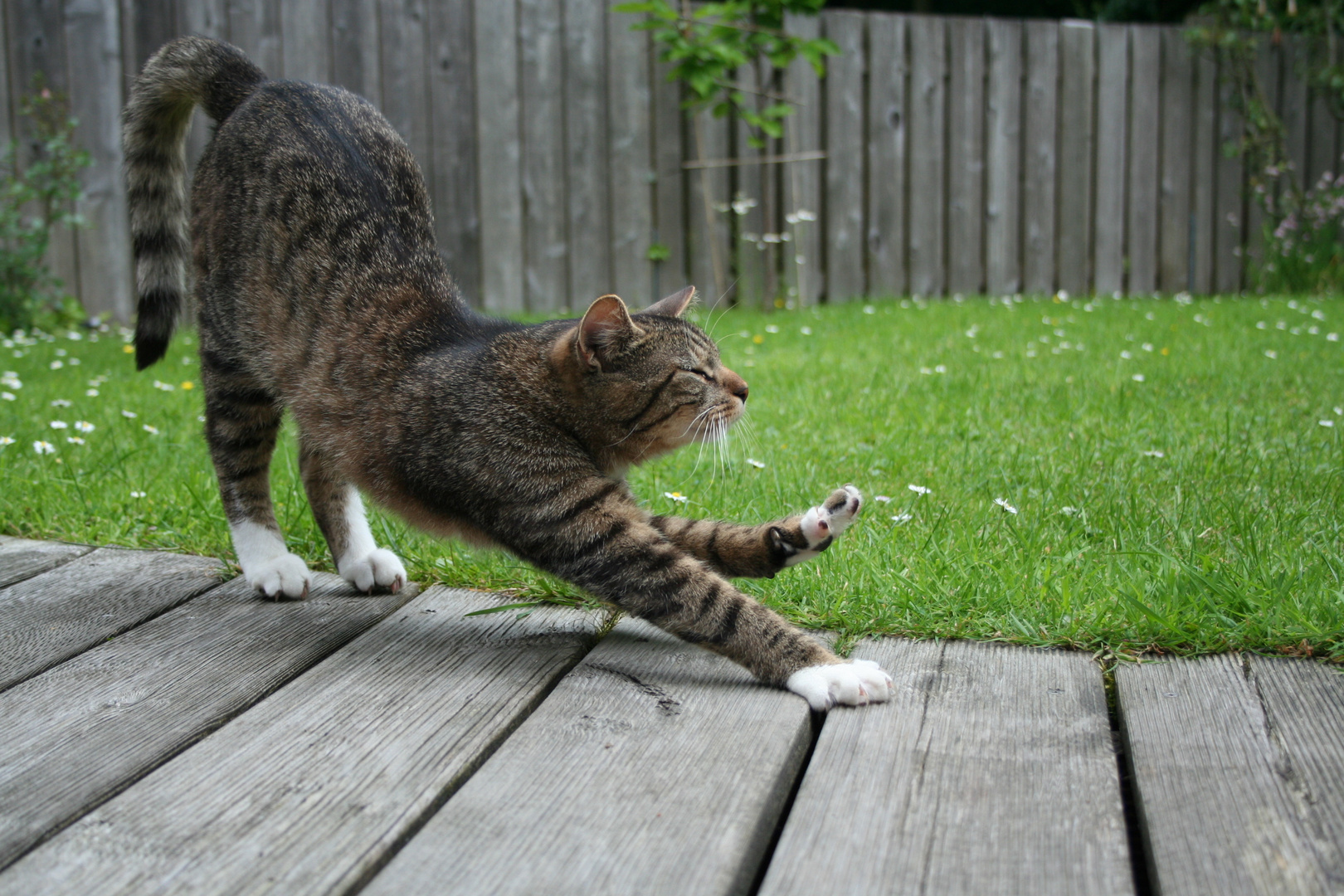 Tiger... der gemütlichste Kater überhaupt... wenn es einen Tagträumer gab, dann war es mein Kater!