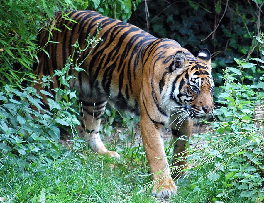 Tiger des Dortmunder Zoos