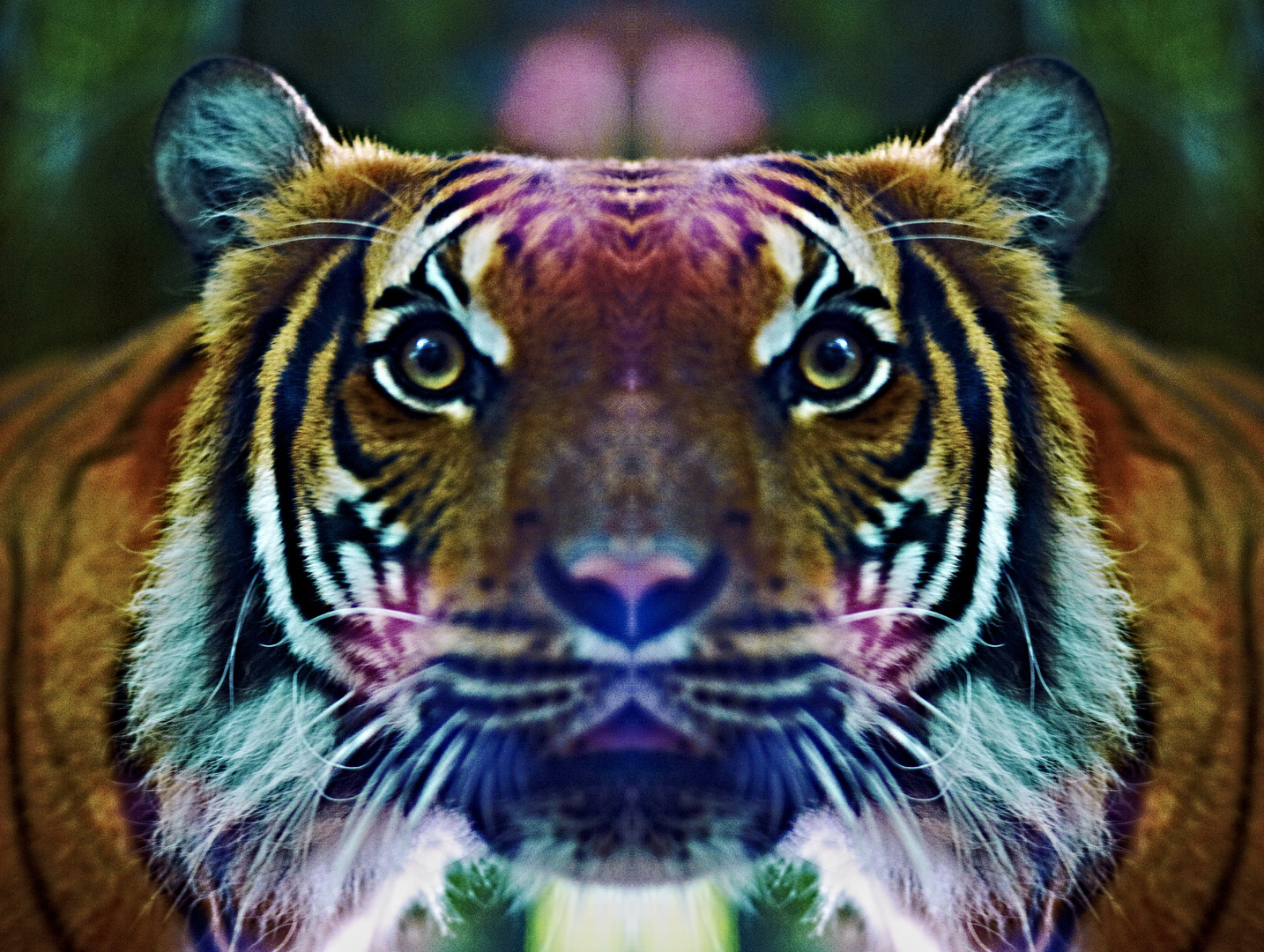 Tiger, Dortmunder Zoo