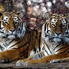 Tiger Duo