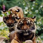 Tiger-Duo