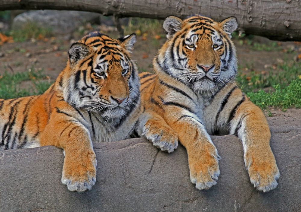 Tiger Duo