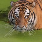 Tiger - ein Bad am Morgen 1