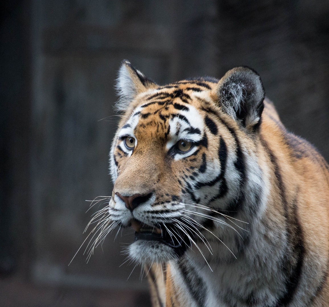 Tiger - ein Portrait ...