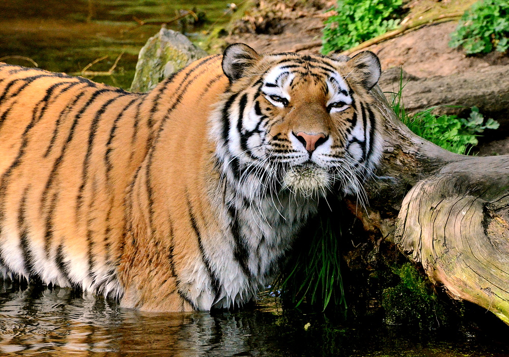 Tiger El-Roi beim Bad - Duisburger Zoo