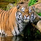 Tiger El-Roi beim Bad - Duisburger Zoo