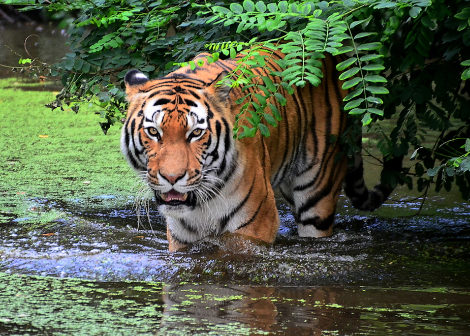 Tiger El-Roi - Duisburger Zoo