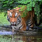 Tiger El-Roi - Duisburger Zoo