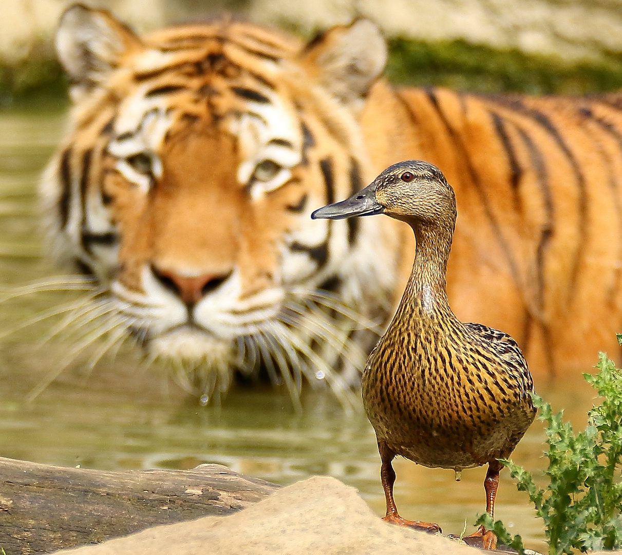 Tiger- Ente