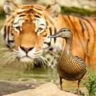 Tiger- Ente