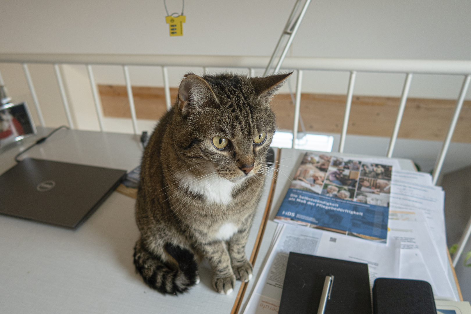 Tiger entschlossen: "Ok Junge, bring die Wolke, bring sie einfach...!!"