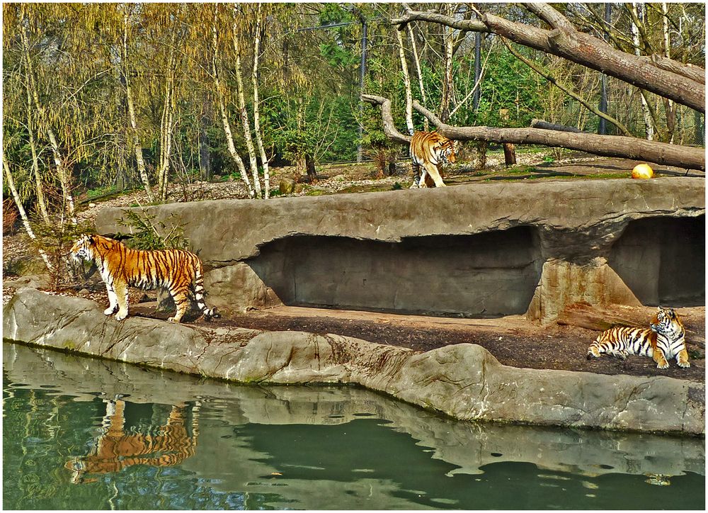 Tiger es leben 4 dieser schönen Tiere im Gehege Foto & Bild tiere, zoo, wildpark & falknerei