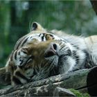 Tiger etwas Müde