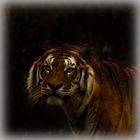 Tiger Eye