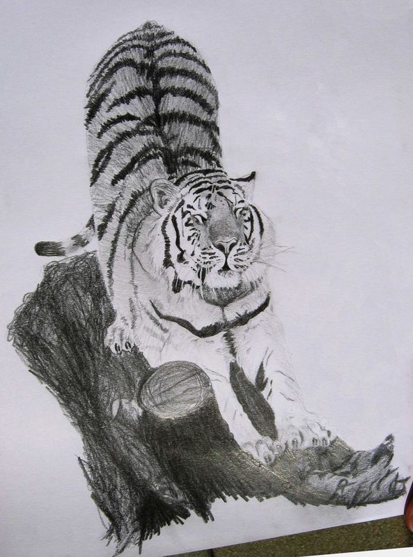 tiger