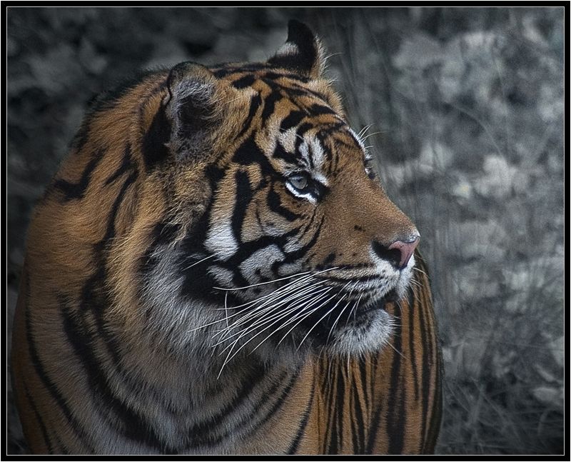 Tiger.