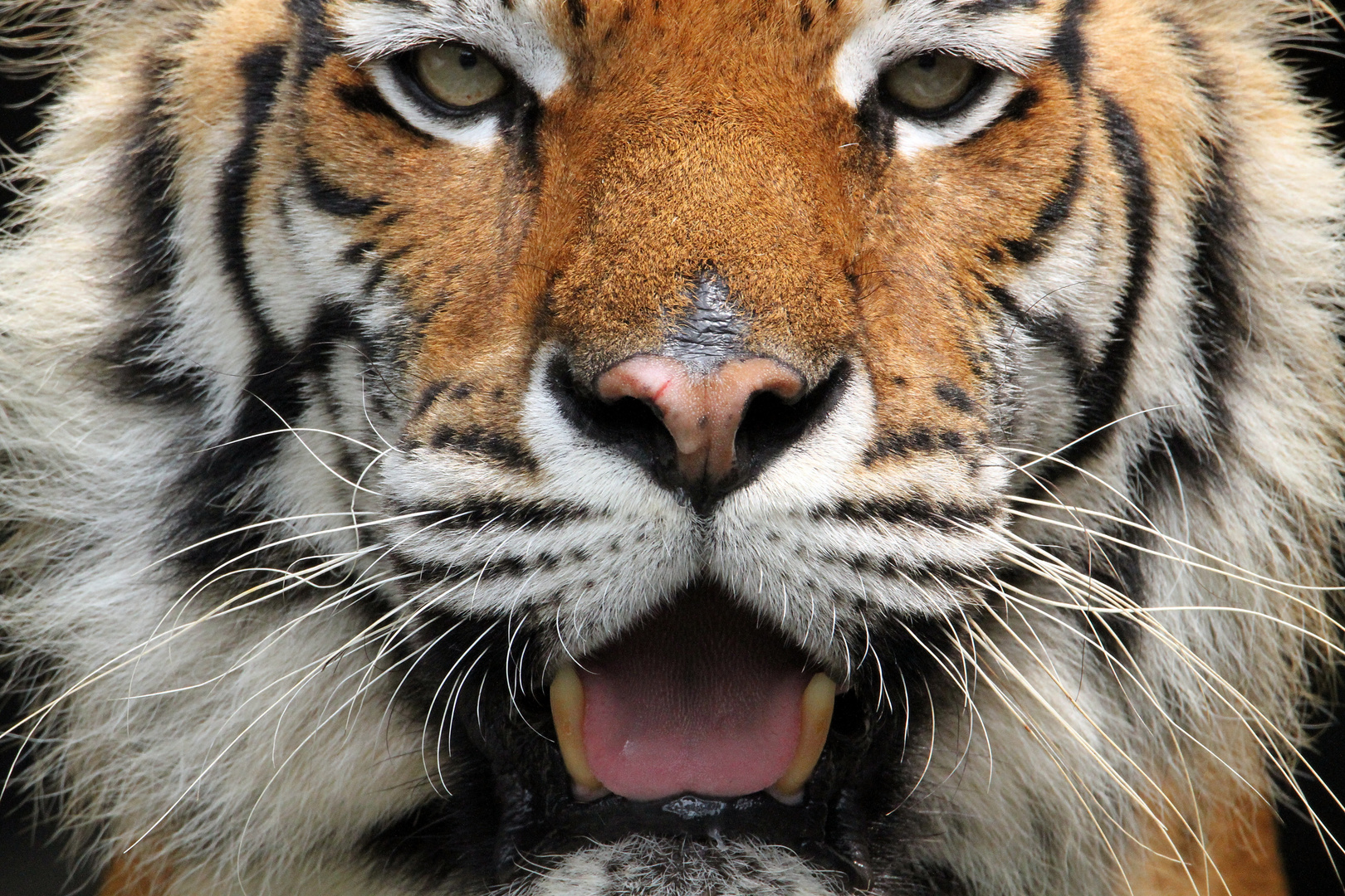Tiger Face To Face Foto Bild Tiere Tierdetails Natur Bilder Auf Fotocommunity