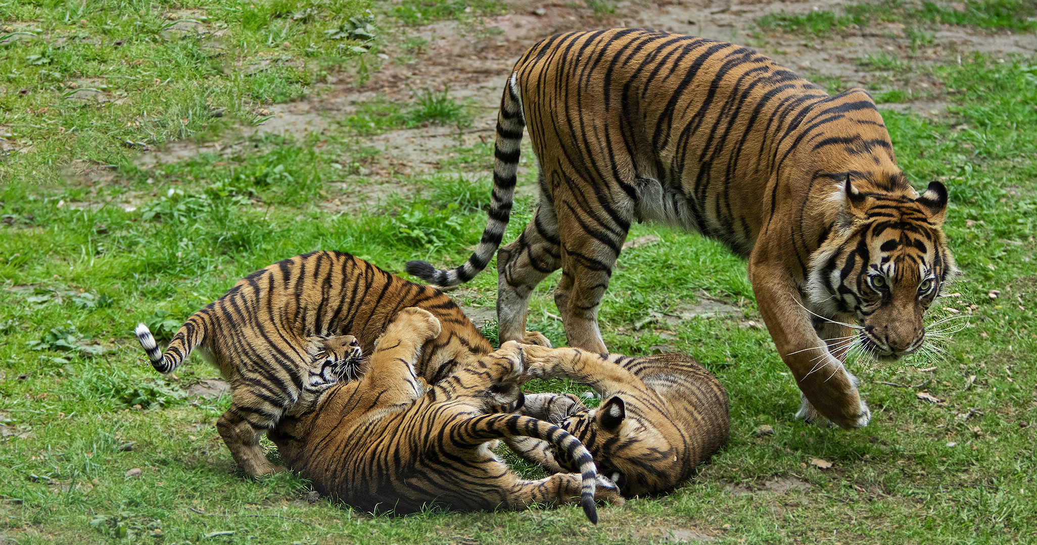 Tiger Familie 003