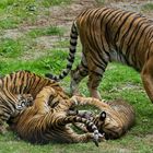 Tiger Familie 003